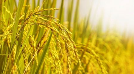Nông dân trồng lúa phấn khởi vì được mùa được giá vụ Đông Xuân 2018